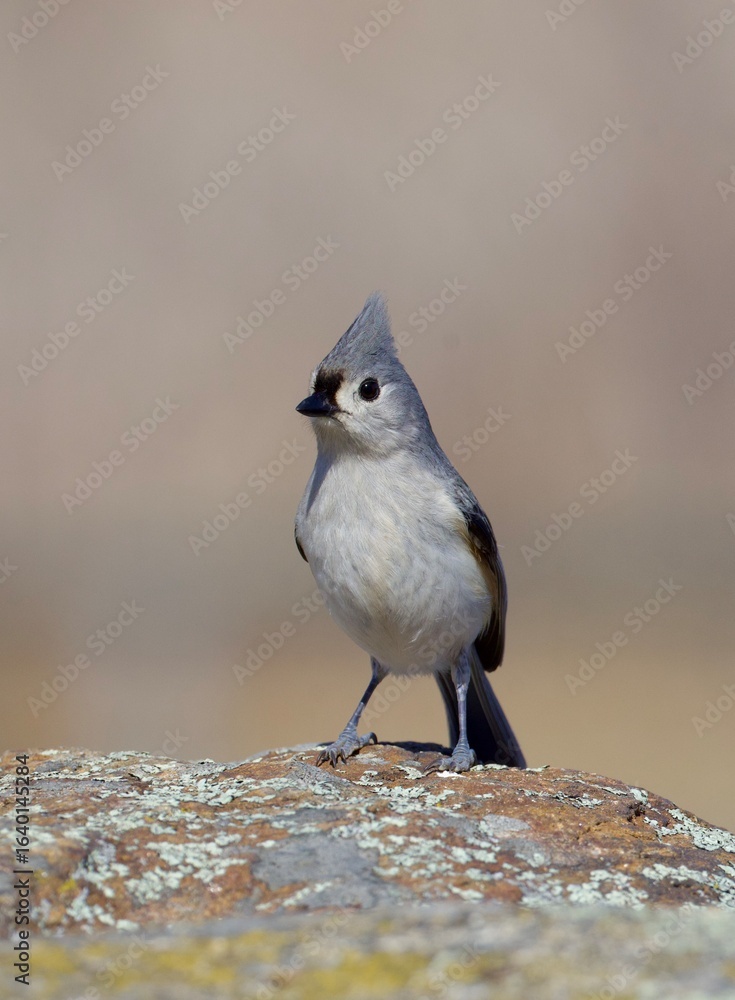 Naklejka premium tufted titmouse on rock