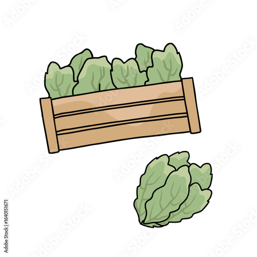 crate with green salad on white background