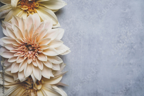 Beautiful fresh cream Cafe au Lait dahlia flowers in full bloom on gray background, top down view. Fall blossoms. Copy space for text.