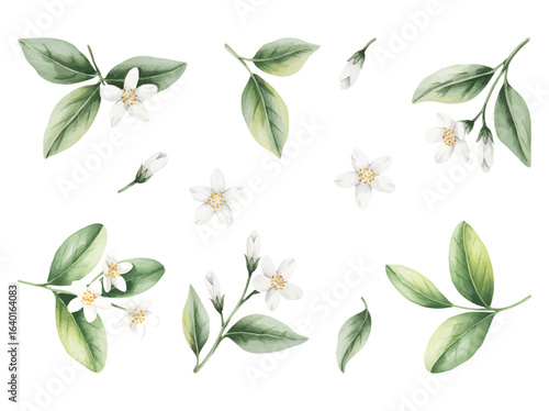 White jasmine flowers and buds painted in delicate watercolor. Botanical watercolor set of white jasmine floral elements.