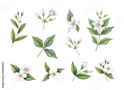 White jasmine flowers and buds painted in delicate watercolor. Botanical watercolor set of white jasmine floral elements.