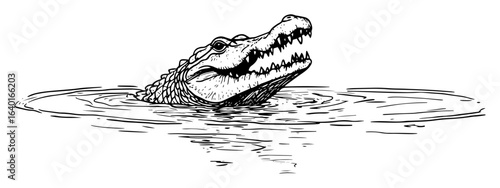 hand drawn crocodile emerging from water – outline vector illustration