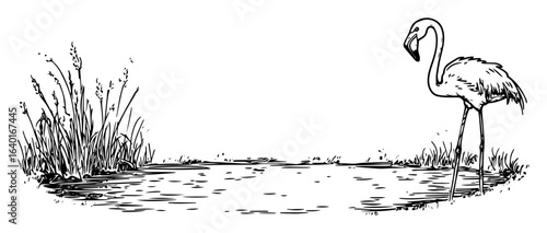 flamingo by water – outline tropical wetland bird drawing
