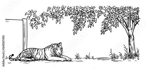 tiger resting – black and white jungle predator sketch