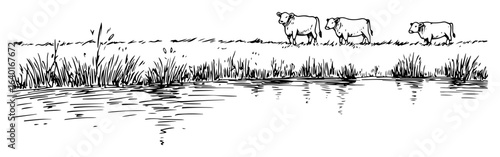 cows by river – monochrome pasture landscape drawing