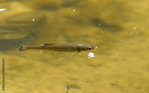 A small tiny fish swimming near the water surface of a pond. Fish in the water. Fish near the water surface.