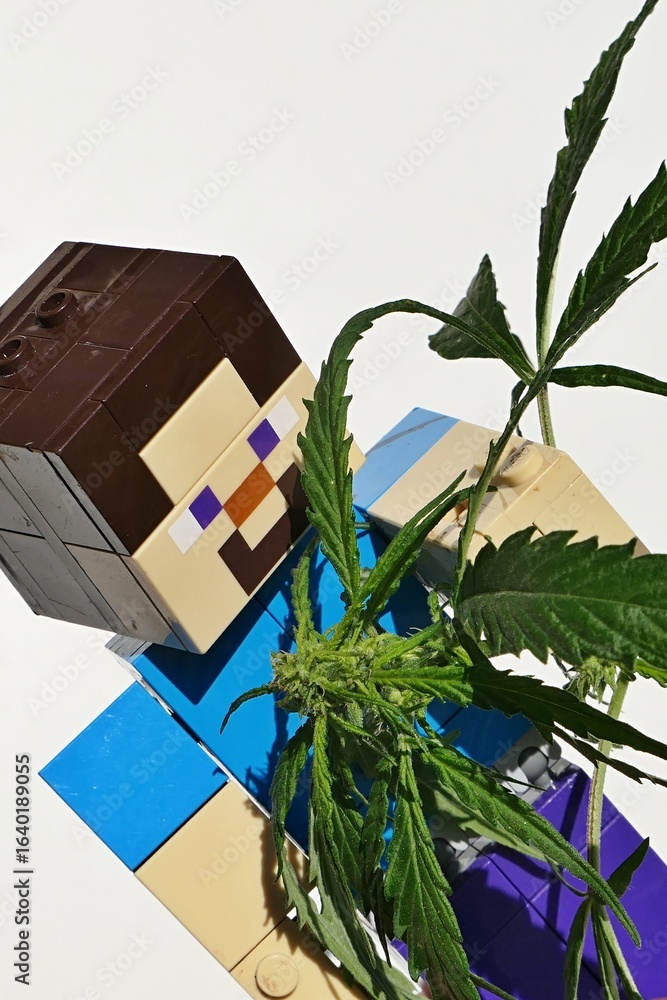 Naklejka premium Detail of LEGO Minecraft action figure of main character Steve adoring long leaves and flowers of female hemp plant, latin name Cannabis Sativa. 