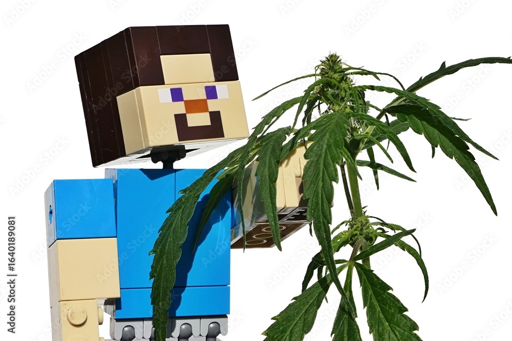 Naklejka premium LEGO Minecraft action figure of main character Steve touching long leaves and flowers of female hemp plant, latin name Cannabis Sativa. 