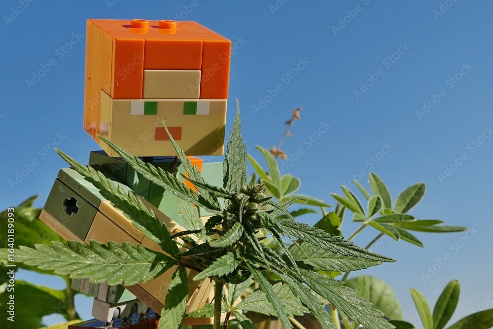 Naklejka premium LEGO Minecraft figure of main female character Alex picking young female hemp plant, latin name Cannabis Sativa. Sunlit by summer daylight sunshine, blue skies in background.