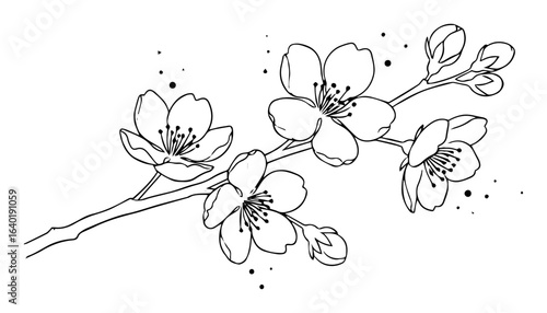 cherry blossom branch sakura flower vector line art