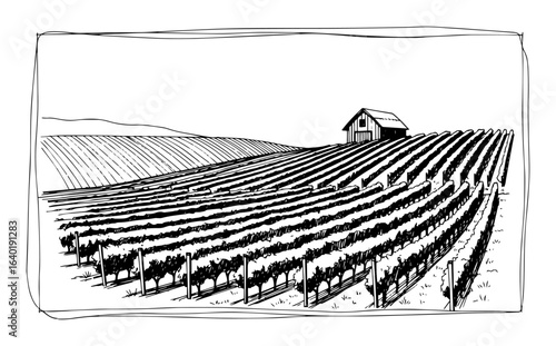 vineyard field rows with barn sketch vector illustration