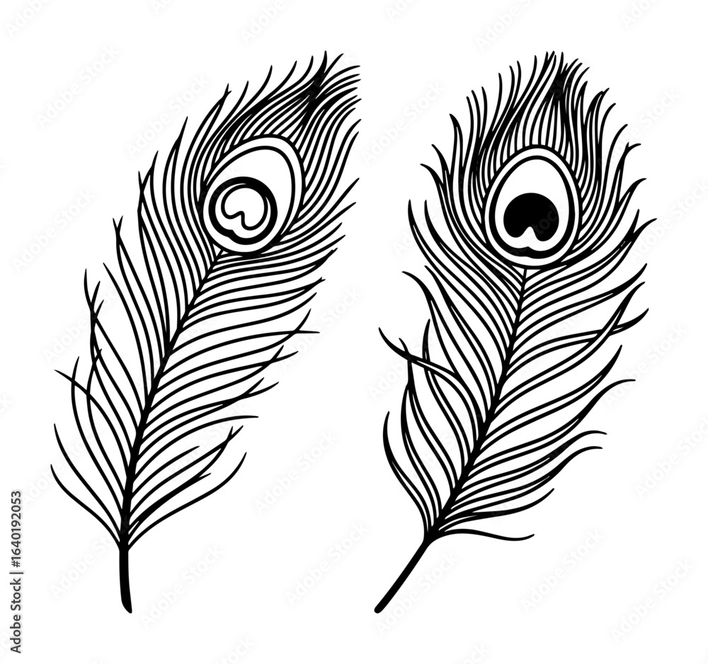 Obraz premium peacock feather pair elegant line vector illustration