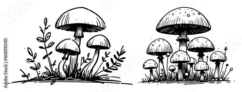 forest mushrooms in grass sketch hand drawn illustration
