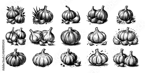 hand drawn garlic bulb collection set