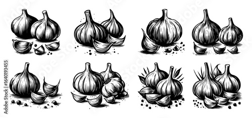 garlic bulbs and cloves ink style drawing