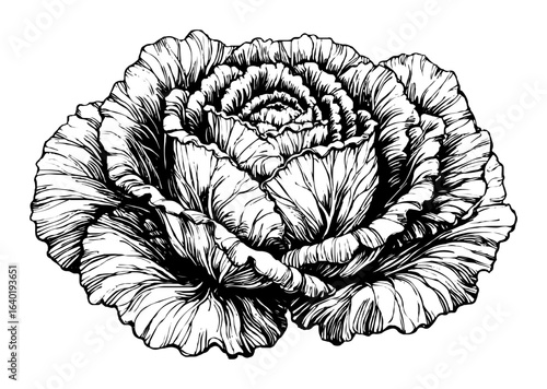 vintage cabbage head hand drawn vector illustration