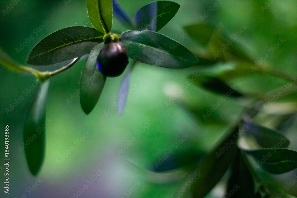 Obraz premium Close-Up of Olive on Branch with Green Leaves