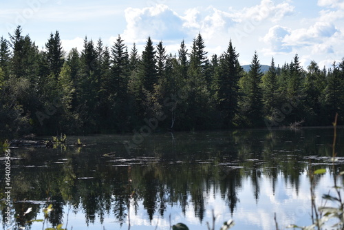 reflection of trees in lake