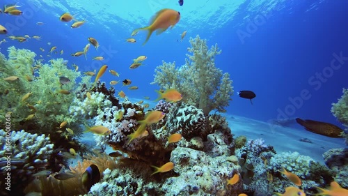 Wallpaper Mural Underwater Tropical Sea Colourful Fish. Tropical colourful underwater seascape. Underwater fish garden reef. Reef coral scene. Coral garden seascape. Torontodigital.ca