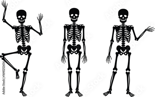 Vector art of three skeletons in different poses isolated on white background