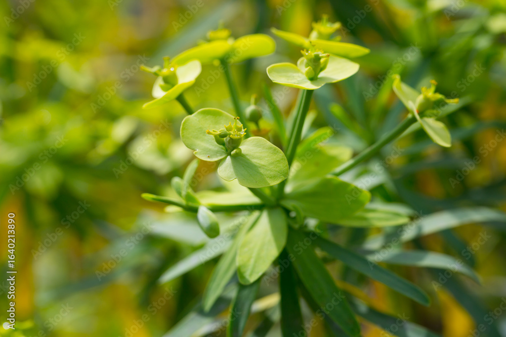 Obraz premium Leaves of Tabaiba salvaje (Euphorbia regis-jubae) closeup. Canary Islands