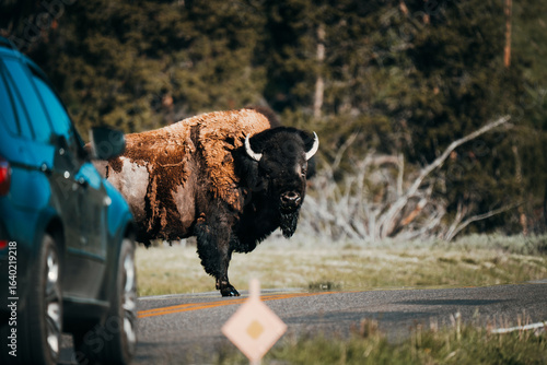 Fotografia Bison Jam Yellowstone National Park