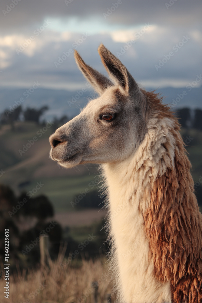 Obraz premium A llama gazing thoughtfully into the distance from a high vantage point, appearing serene and contemplative on the farm.