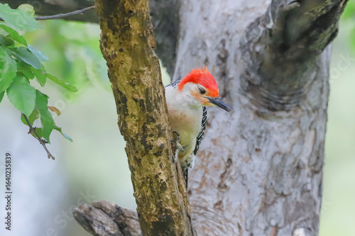 Photography Male Red-Bellied Woodpecker playing Peek-a-boo