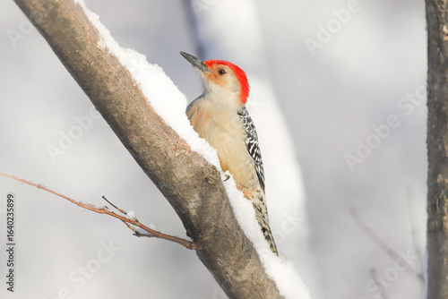 Red-bellied woodpecker in winter