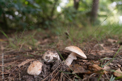  mushroom, first 2025, Nature, summer, Velp, Veluwe