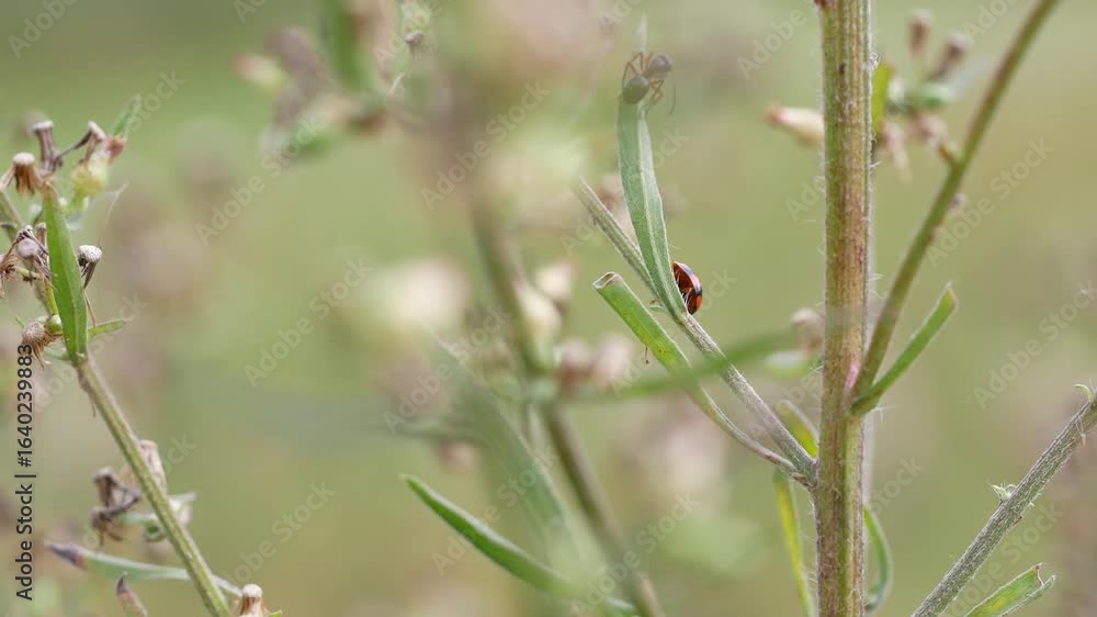 Macro Shot of Ladybug and Ant Together Macro Shot of Ladybug and Ant Together