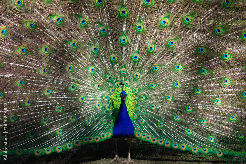 Fototapeta premium Male peacock with tail feathers on display