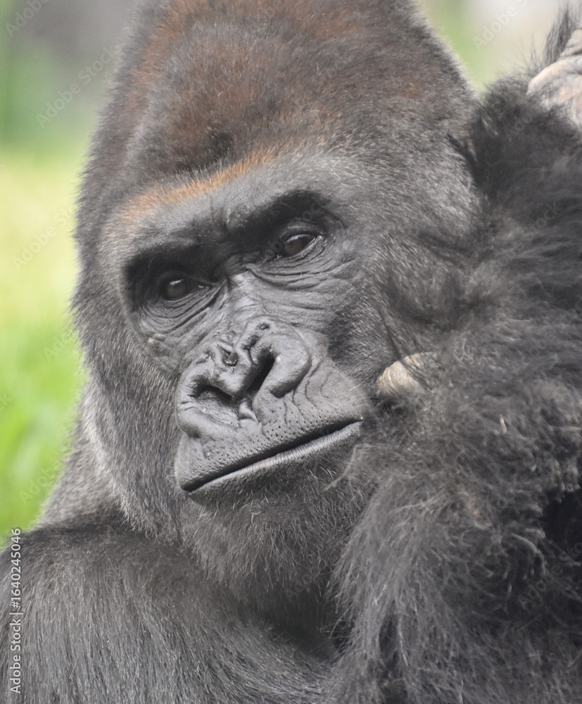 Obraz premium Close-up of a male Western Lowland Gorilla's face.
