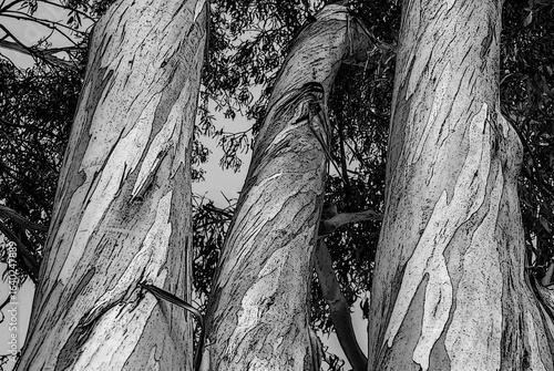 A stylized close up view of Gum Tree trunks in a filtered black and white rendition in Australia_20101220_06226.