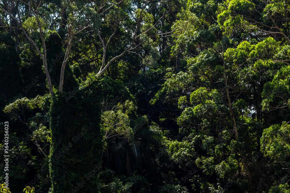 Obraz premium Tropical trees in the jungle forest on a mountain hill n Brazil. Top view