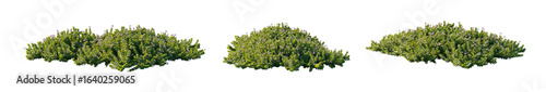 Arctostaphylos (Manzanita, Bearberry) low-growing, spreading evergreen shrub with flowers isolated png on a transparent background premium cutout