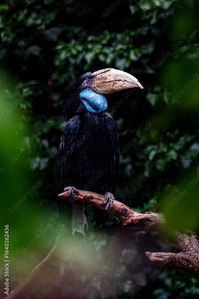 Fototapeta premium bird in a tree