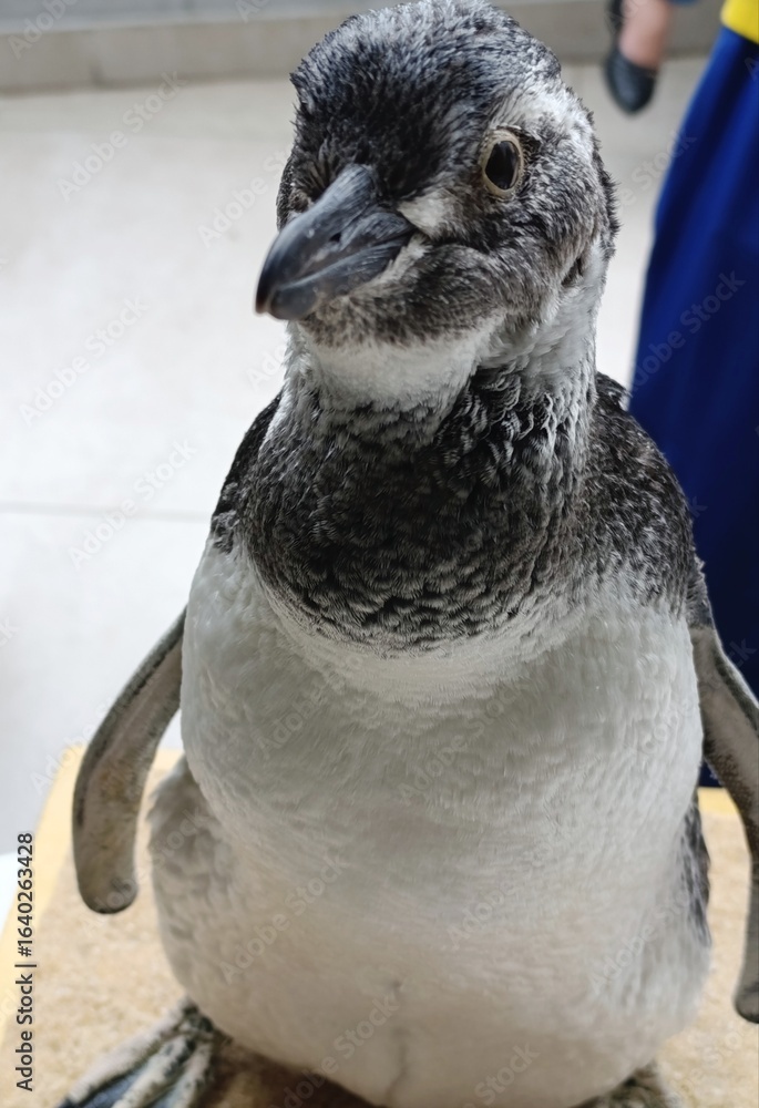 Naklejka premium Pinguim imperador - Aptenodytes forsteri - Ave da família Spheniscidae - pinguins. Os adultos podem medir até 1,22 metros de altura e pesar até 37 kg.