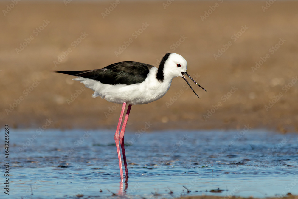 Pied Stilt Alone in Flat Coastal Wetland (Himantopus leucocephalus) Pied Stilt Alone in Flat Coastal Wetland (Himantopus leucocephalus)