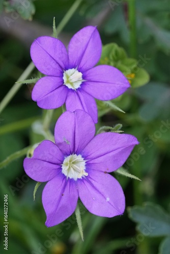 Closeup on vibrant blue flowering large Venus's-looking-glass wildflower, Legousia speculum-veneris