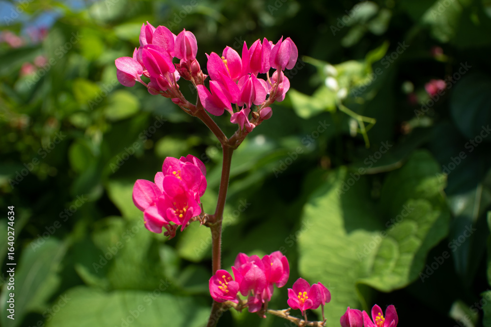 pink Antigonon in the garden pink Antigonon in the garden