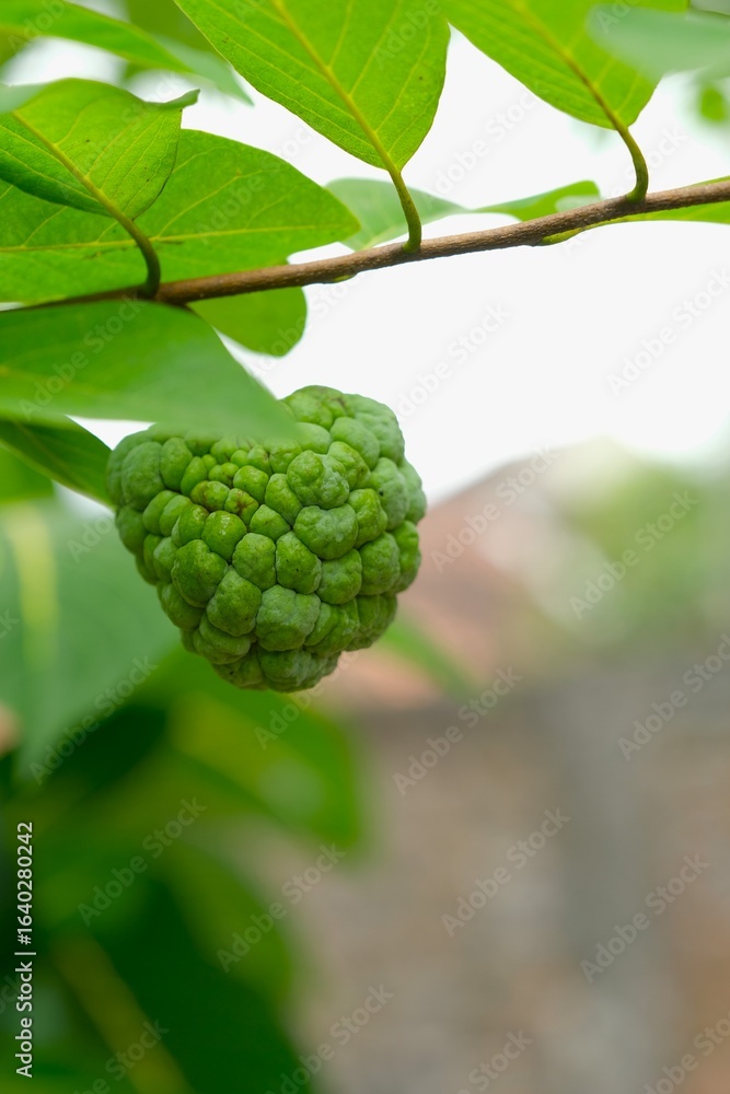 Unripe Annona squamosa, sugar apple, sweetsop, custard apple, cherimoya, srikaya fruit in the garden. Organic plant Unripe Annona squamosa, sugar apple, sweetsop, custard apple, cherimoya, srikaya fruit in the garden. Organic plant