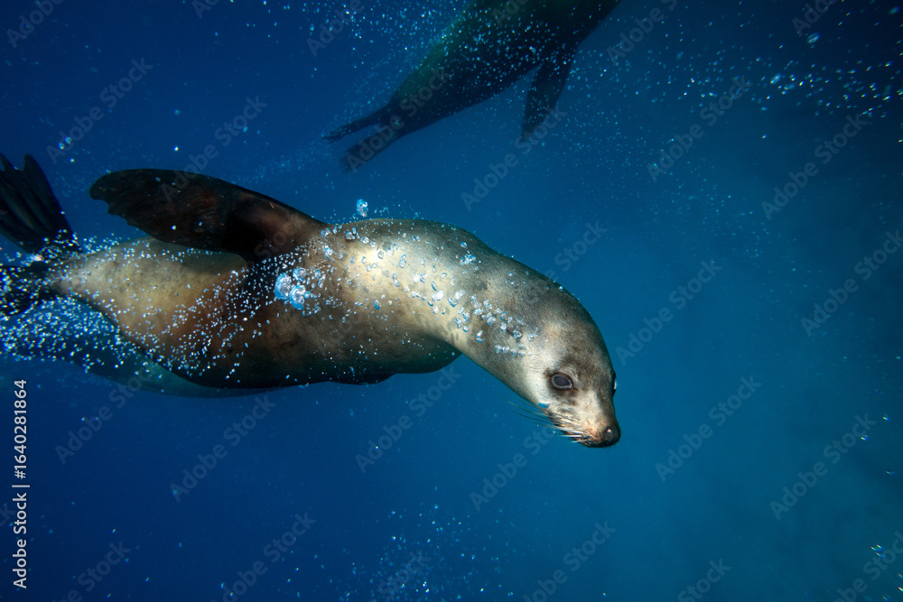 Naklejka premium A playful Australian fur seal exhaling air whilst gliding underwater in the deep blue. Captured whilst diving Montague Island on the East Coast of Australia.