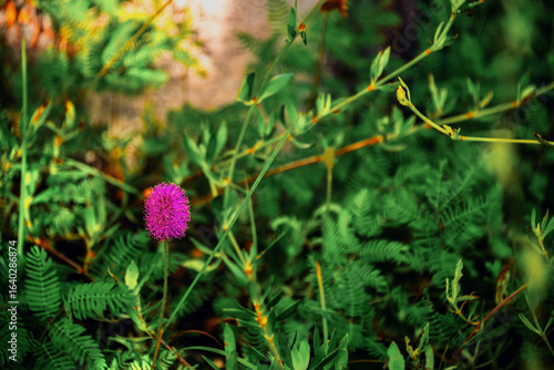 Canvas Print Vibrant single pink sensitive plant flower amid lush green foliage