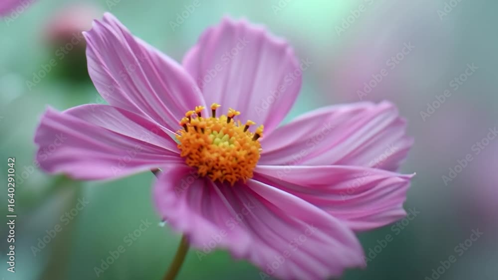 Close-Up of Pink Cosmos Flower in Bloom Close-Up of Pink Cosmos Flower in Bloom