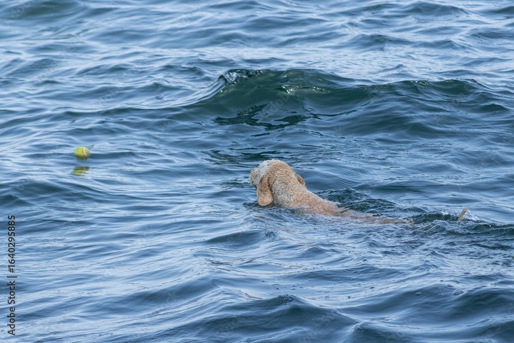 Obraz premium Dog playing with a tennis ball at the lake