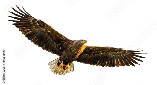 A majestic brown eagle with a yellow beak soars gracefully with its wings fully spread, isolated on a white background.