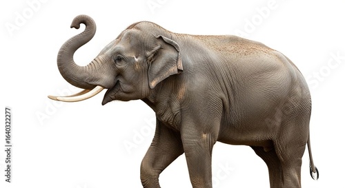 A majestic male Asian elephant with large tusks walking with its trunk raised high on a white background.