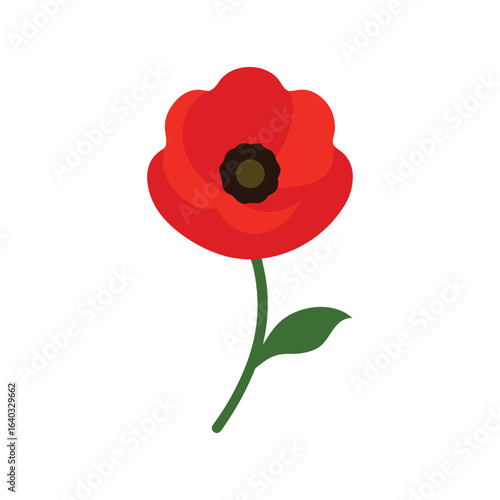 red poppy isolated on white