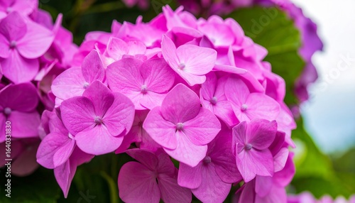 Pink hydrangea flowers in full bloom against soft blurred background, vibrant petals, floral elegance, romantic atmosphere, floristic concept, nature beauty, gentle and serene garden scene